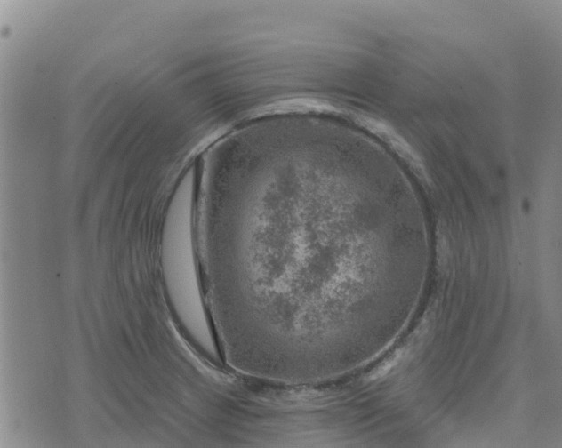 X0000074341233200609011620