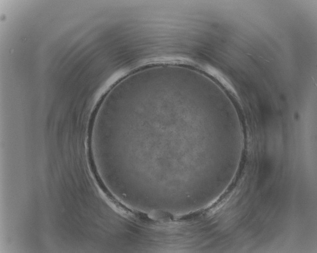 X0000074341237200609011620