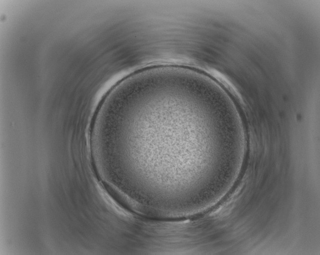 X0000074341238200609011620