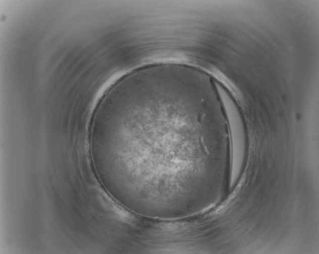 X0000074341240200609011620