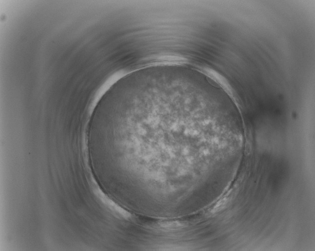 X0000074341243200609011620