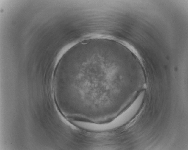 X0000074341247200609011620