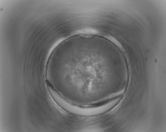 X0000074341248200609011620