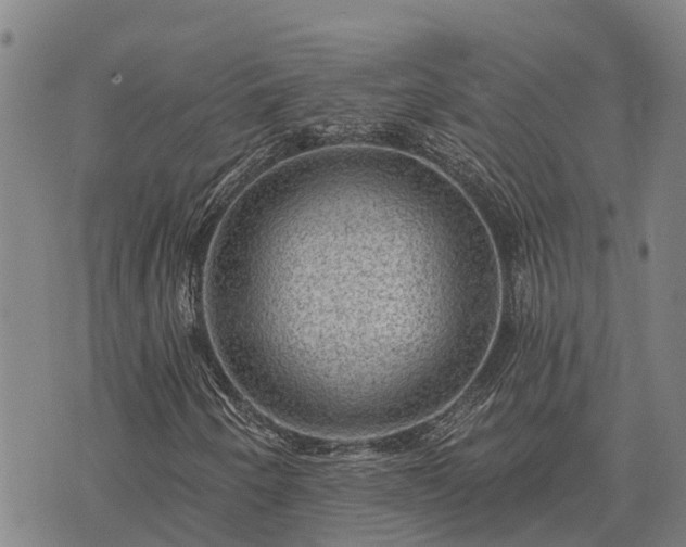 X0000074341250200609011619