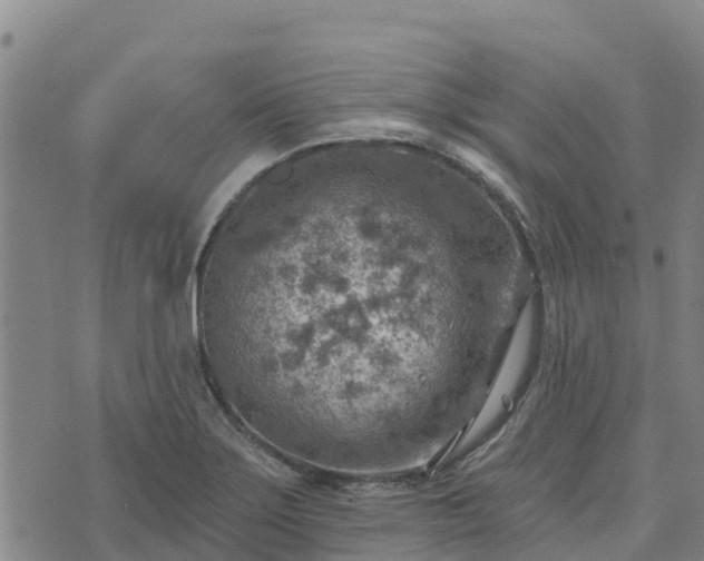 X0000074341275200609011619