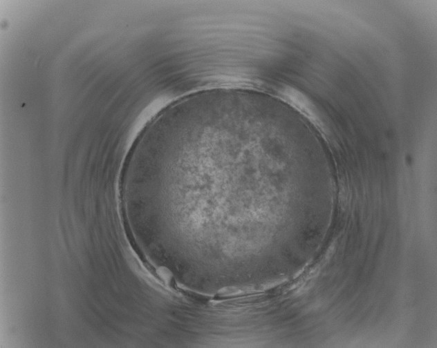 X0000074341283200609011619