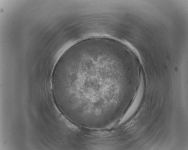 X0000074341287200609011618