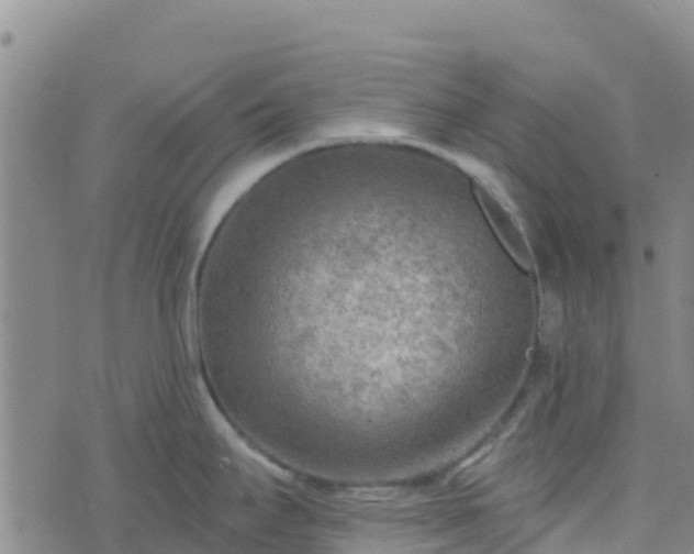 X0000074341295200609011618