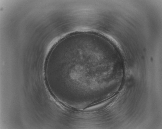 X0000074341327200609011618