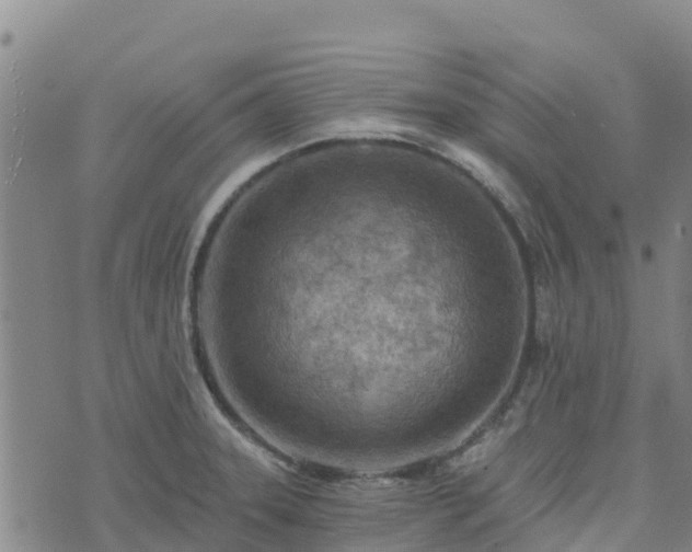 X0000074341331200609011618