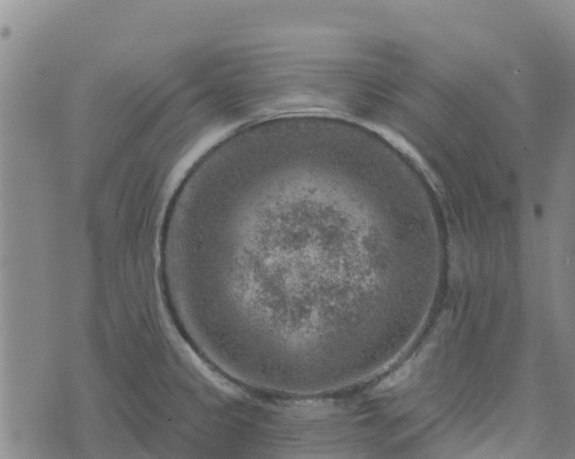 X0000074341333200609011618