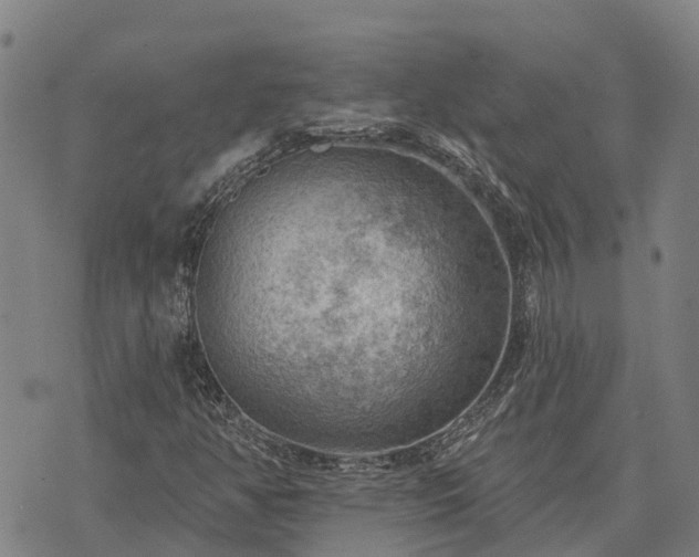 X0000074341350200609011617