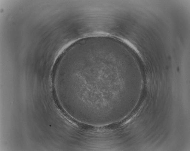 X0000074341364200609011617