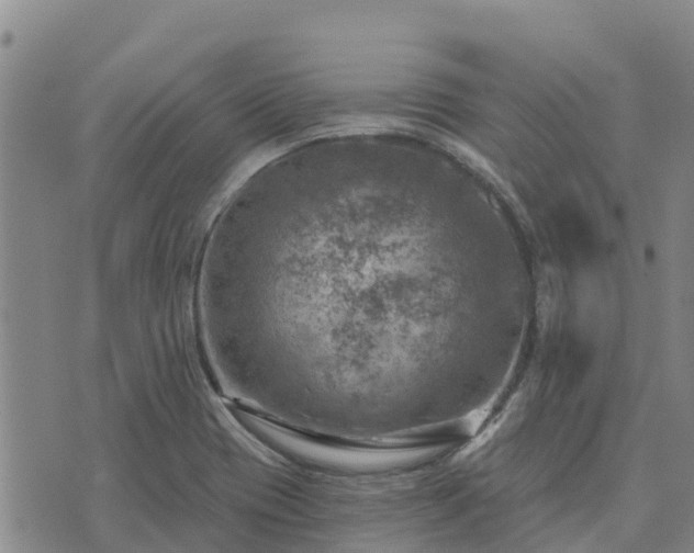 X0000074341417200609011616