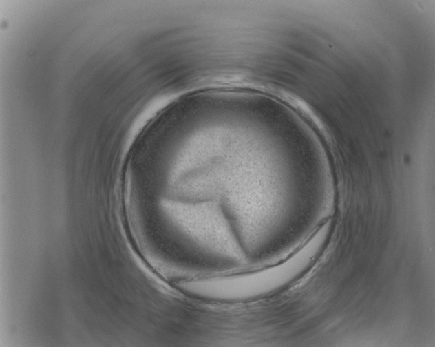 X0000074341432200609011617