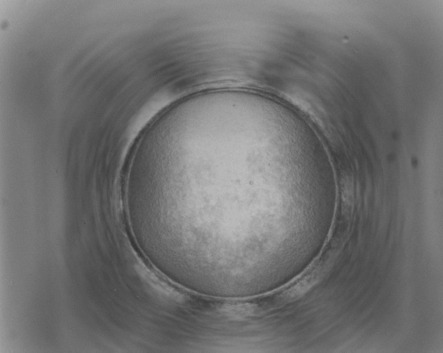 X0000074341466200609011616