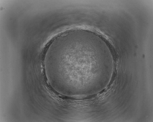 X0000074341496200609011614