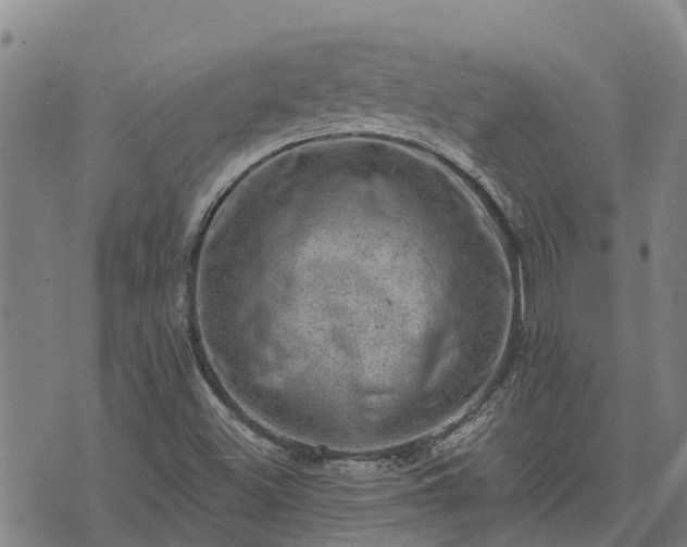 X0000074341500200609011615