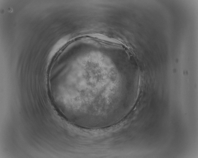 X0000074340006200609082109