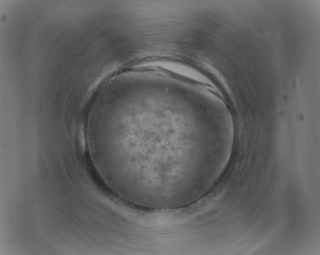 X0000074340020200609082108