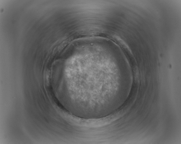 X0000074340026200609082108