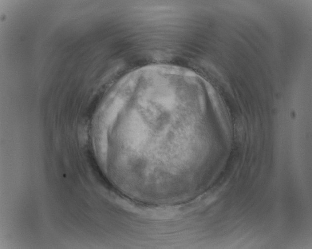 X0000074340032200609082108