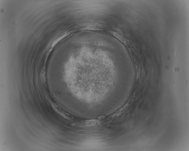 X0000074340050200609082107