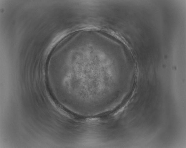 X0000074340055200609082107