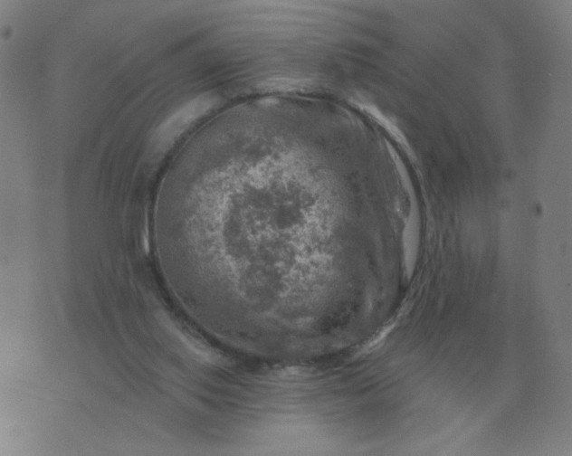 X0000074340062200609082107