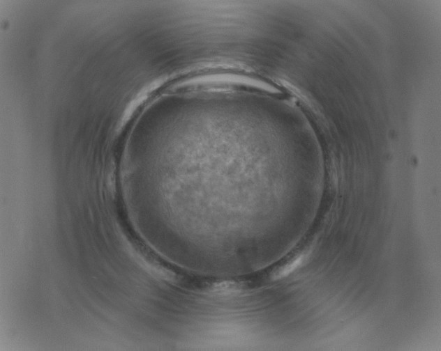 X0000074340064200609082107