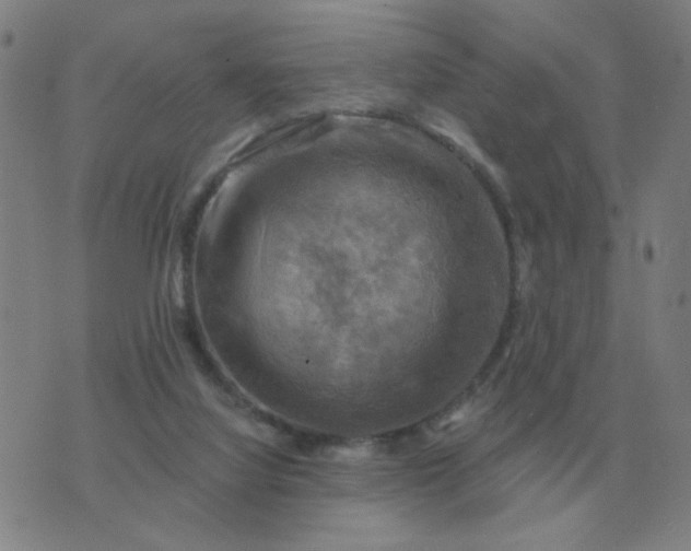 X0000074340068200609082107