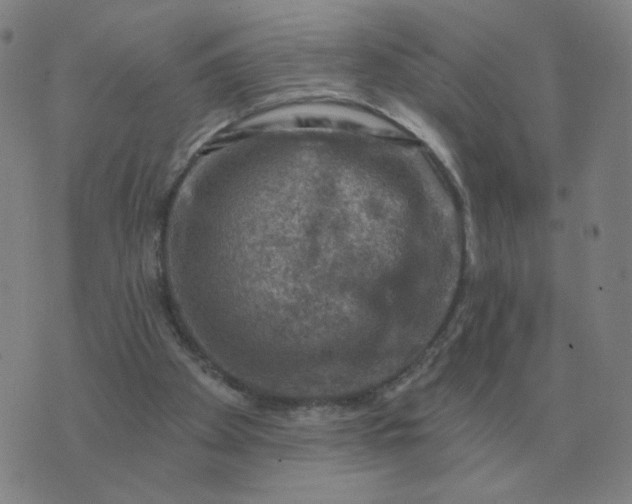 X0000074340105200609082107