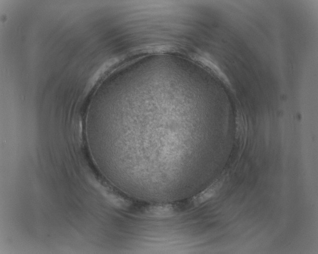 X0000074340110200609082107