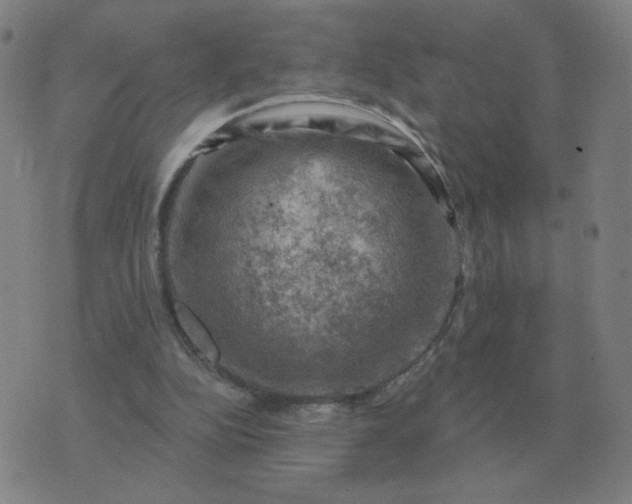 X0000074340152200609082106