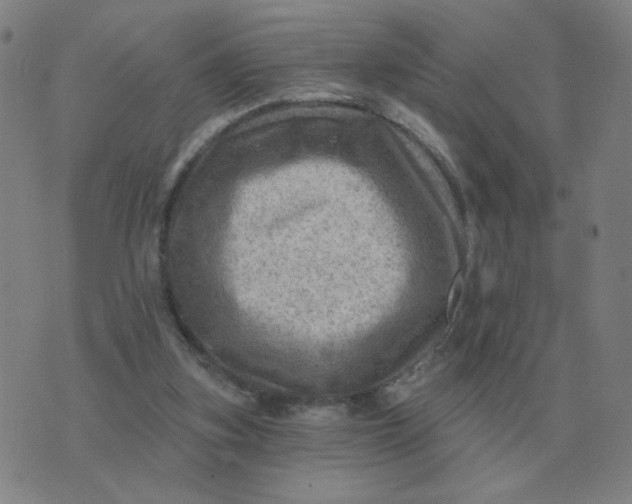 X0000074340155200609082106