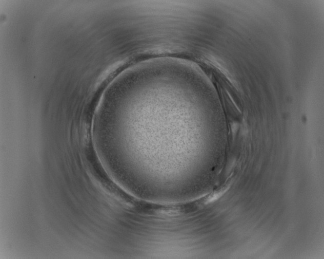 X0000074340164200609082106