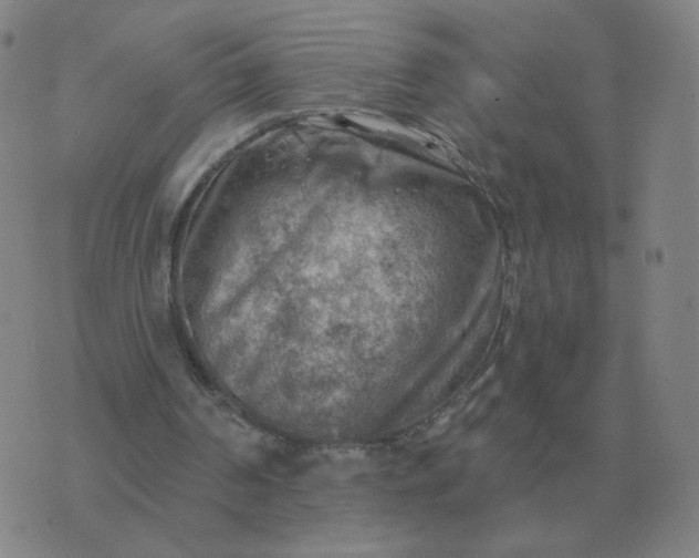 X0000074340194200609082106