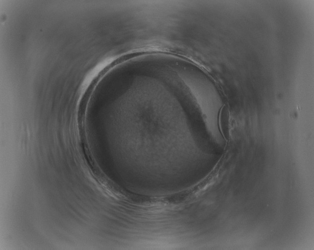 X0000074340200200609082105