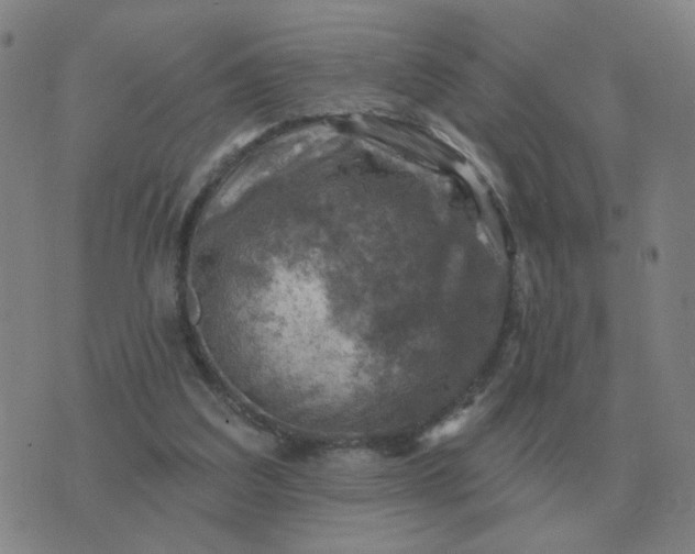 X0000074340203200609082105