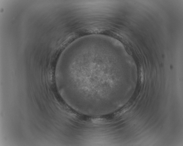 X0000074340268200609082104