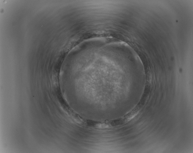 X0000074340272200609082105