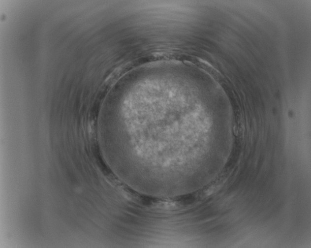 X0000074340276200609082105