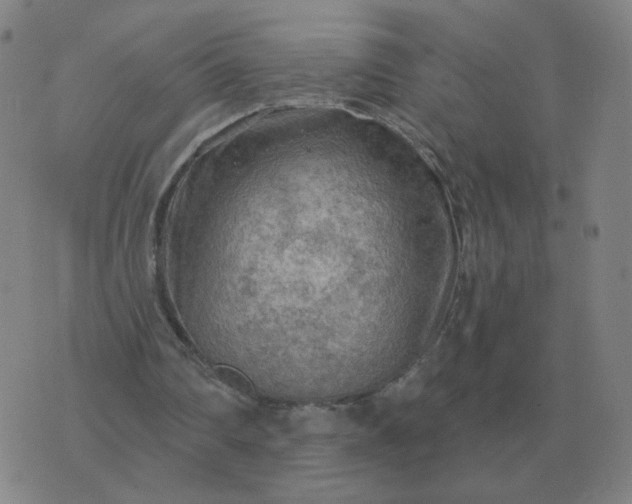 X0000074340290200609082104