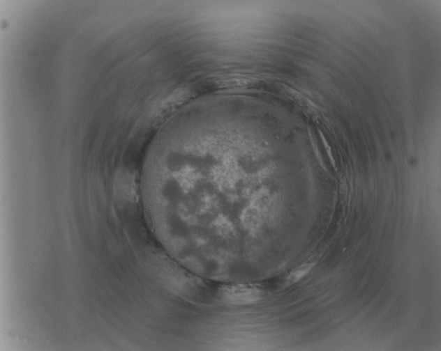 X0000074340331200609082103