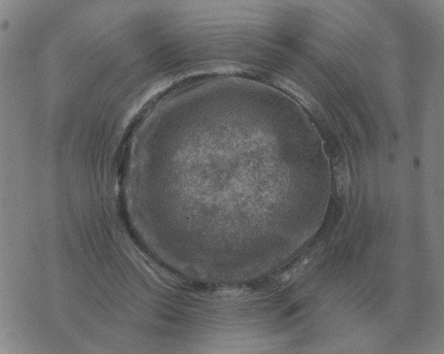 X0000074340350200609082103