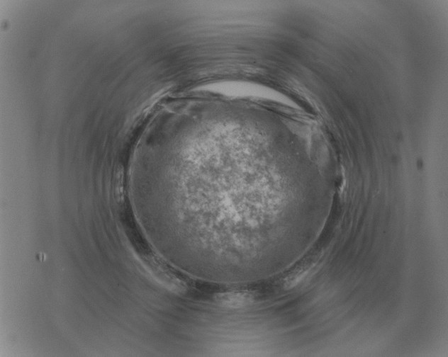 X0000074340356200609082103