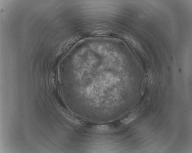 X0000074340361200609082103