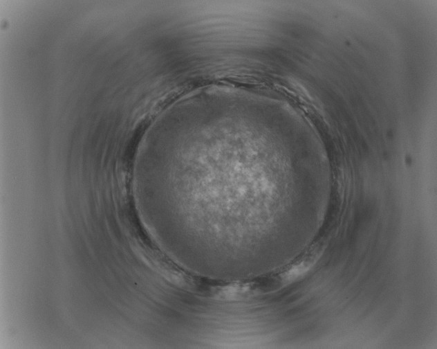 X0000074340366200609082103