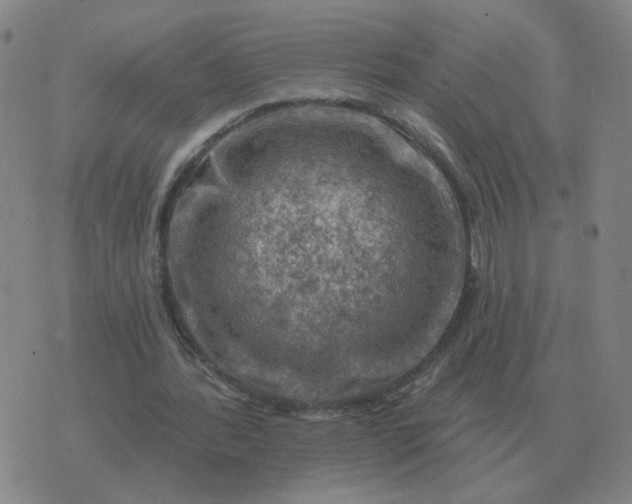 X0000074340388200609082102