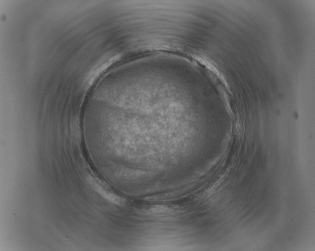 X0000074340390200609082102